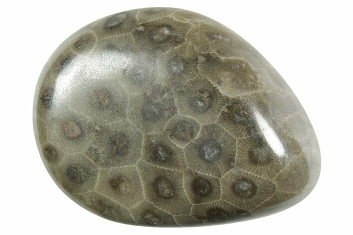 Polished Petoskey Stone (Fossil Coral) - Michigan #348583